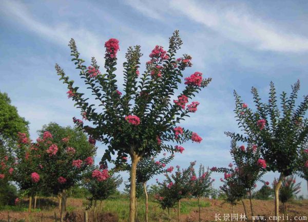 紅花紫薇開(kāi)花圖片