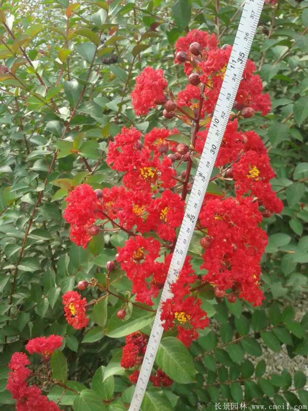 紅花紫薇開(kāi)花圖片