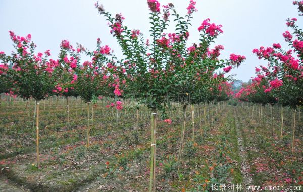 紅花紫薇開(kāi)花圖片