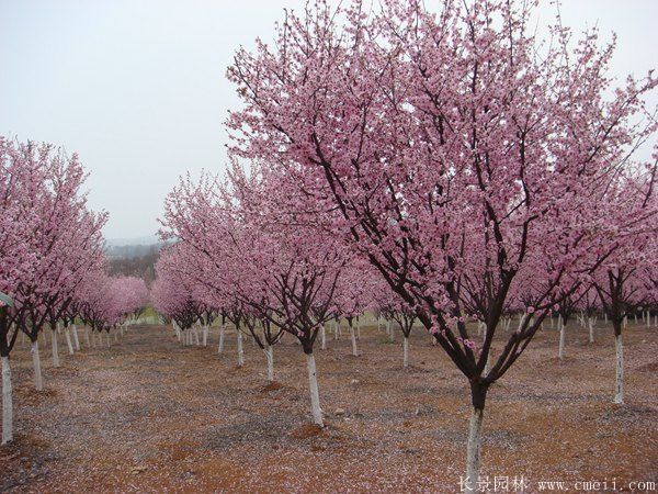 櫻花樹(shù)圖片基地實(shí)拍