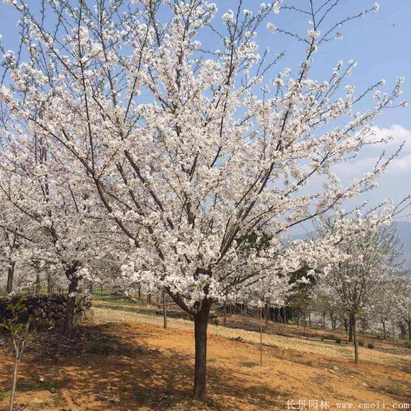 櫻花樹圖片基地實(shí)拍