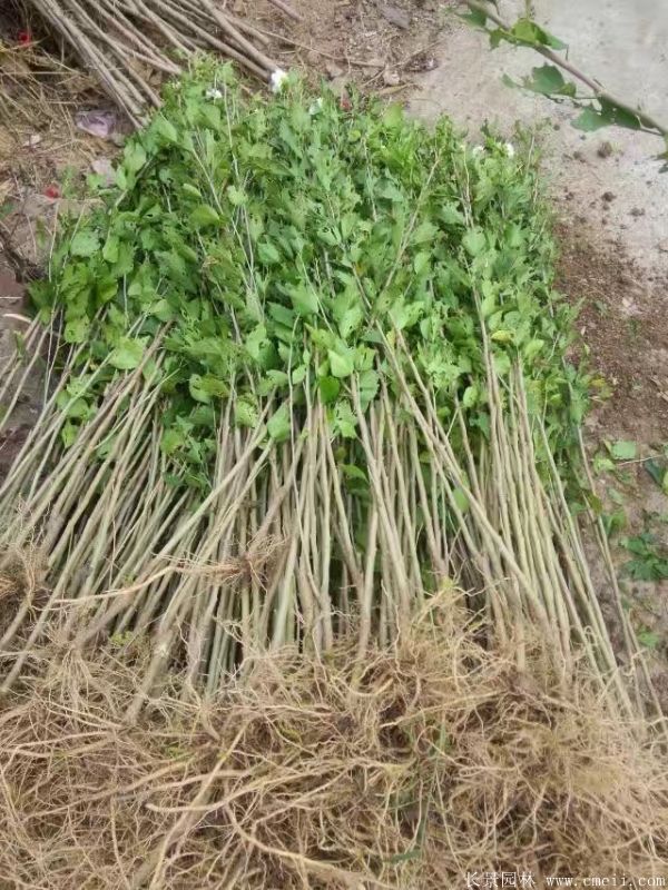 木槿花小苗圖片基地實拍