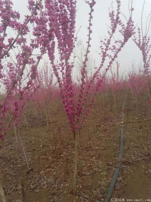 單桿紫荊樹圖片基地實(shí)拍