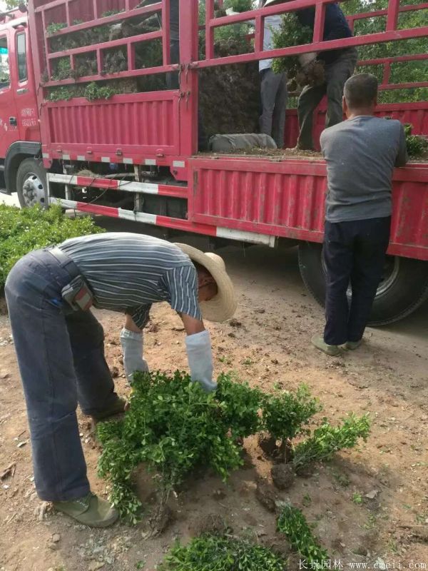 小葉黃楊圖片基地實拍