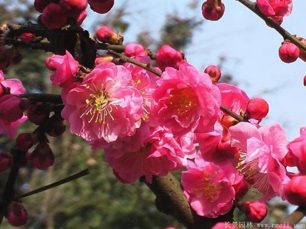 紅梅樹紅梅花圖片基地實(shí)拍