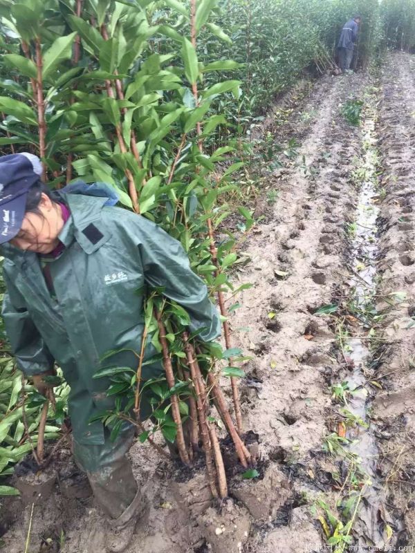 法國(guó)冬青圖片基地實(shí)拍