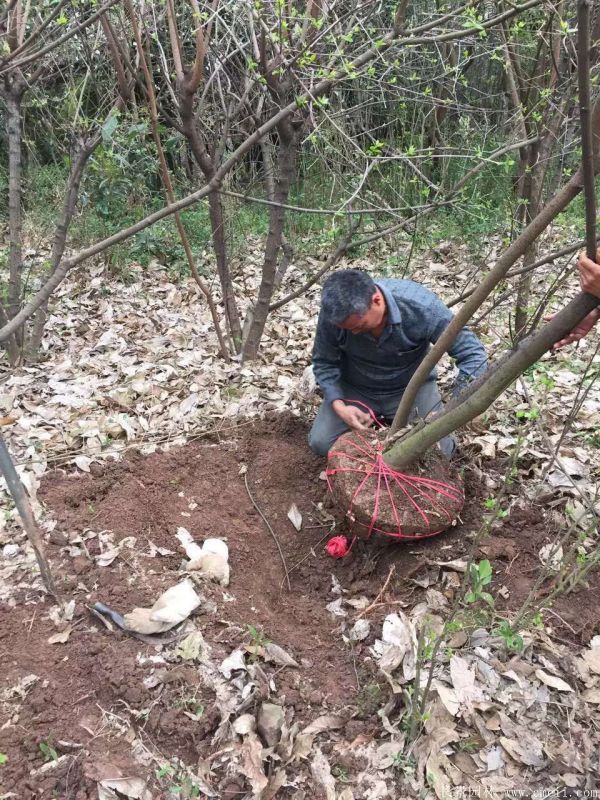 臘梅圖片基地實(shí)拍