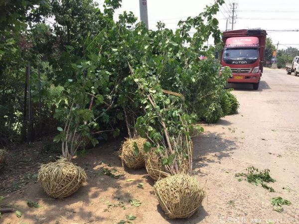 臘梅圖片基地實(shí)拍