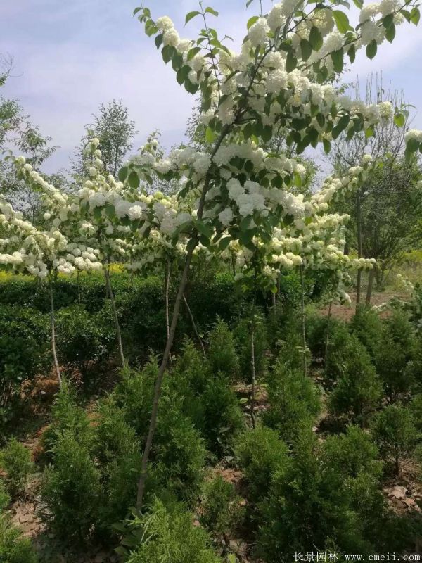 繡球花圖片基地實(shí)拍