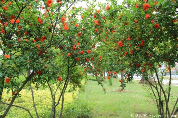 花石榴圖片基地實(shí)拍