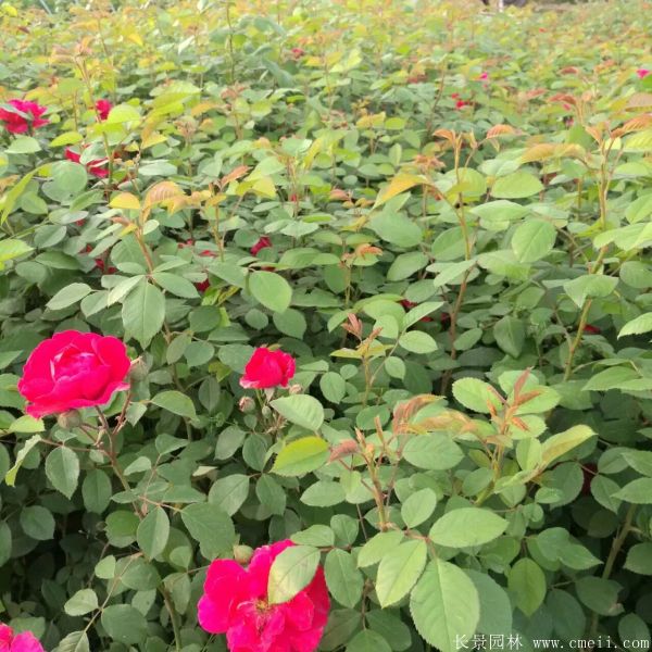 藤本薔薇圖片基地實(shí)拍