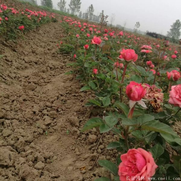 月季花圖片基地實拍