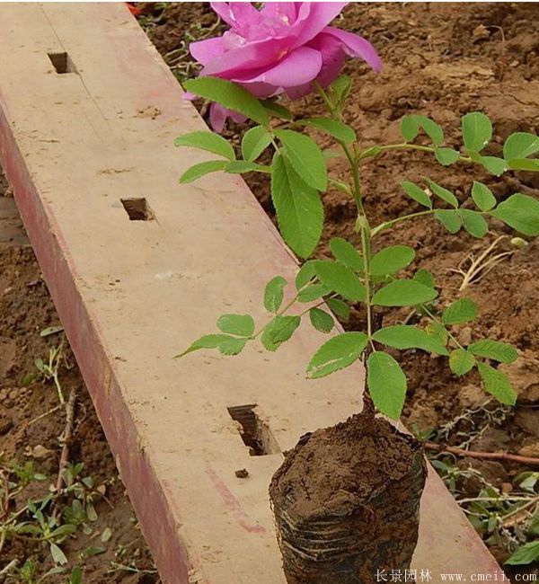 玫瑰花苗圖片基地實拍