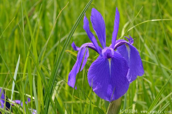 鳶尾花圖片基地實拍