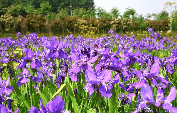 鳶尾花圖片基地實拍