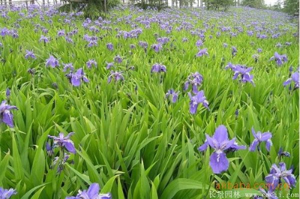 鳶尾草基地實(shí)拍圖片