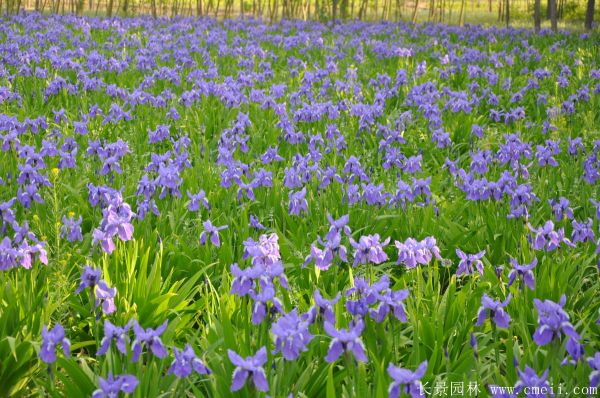 藍(lán)花鳶尾基地實拍圖片