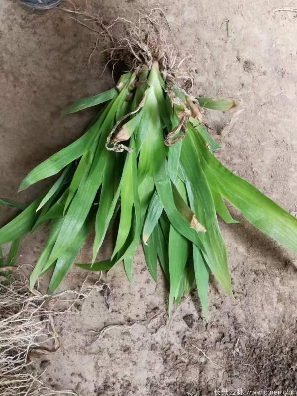 鳶尾草基地實(shí)拍圖片