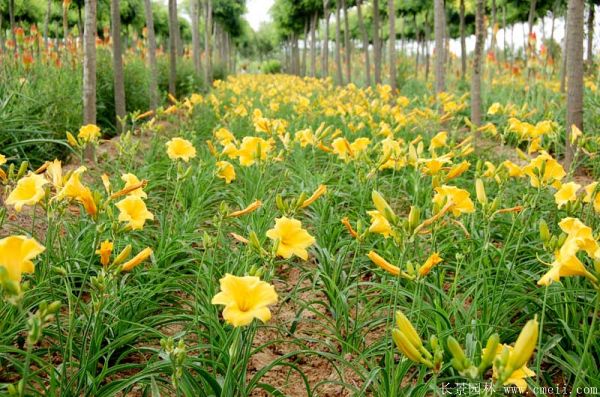 黃花萱草基地實拍圖片