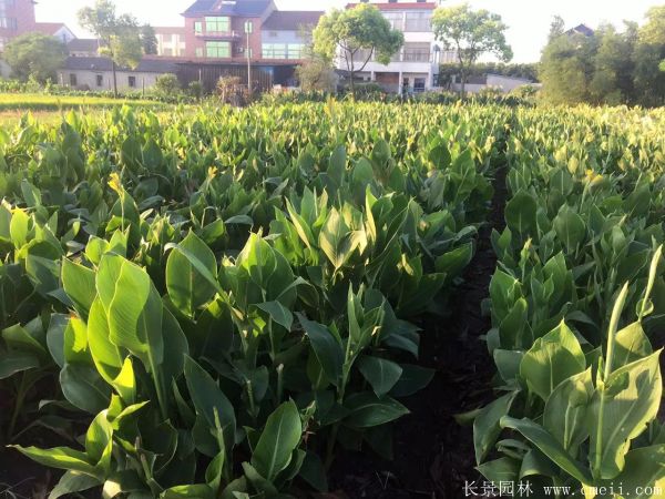 美人蕉圖片基地實拍