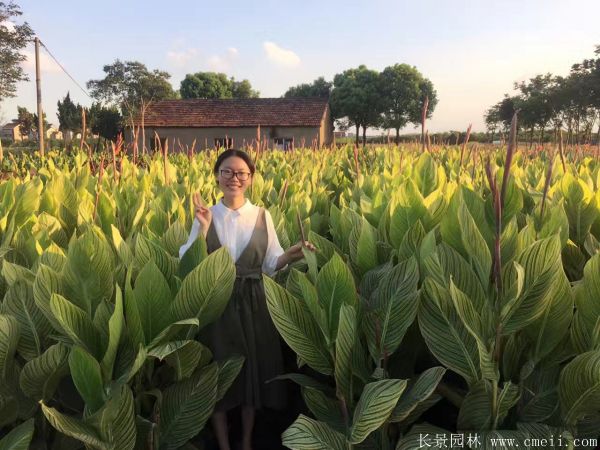 美人蕉圖片基地實拍