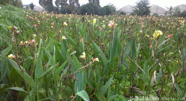 美人蕉圖片基地實拍