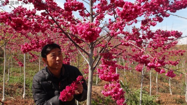 櫻花種子出苗發(fā)芽圖片