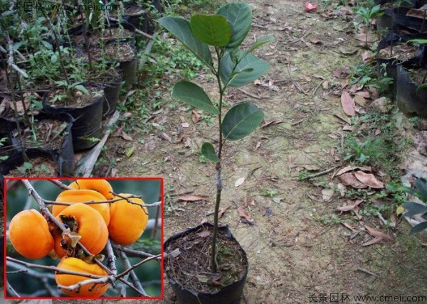 柿樹(shù)種子發(fā)芽出苗圖片