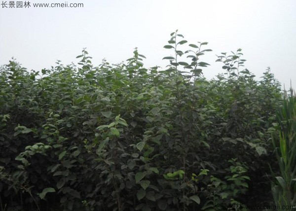 柿樹(shù)種子發(fā)芽出苗圖片