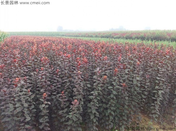 紅葉李種子發(fā)芽出苗圖片