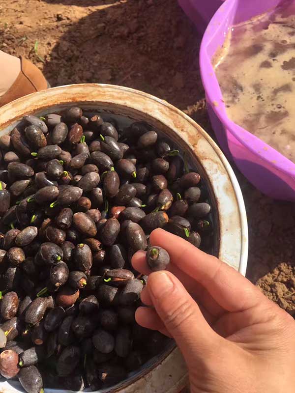 荷花種子發(fā)芽出苗圖片