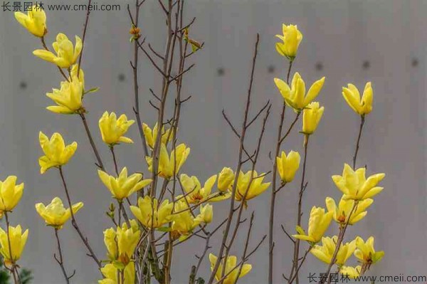 黃玉蘭種子發(fā)芽出苗圖片