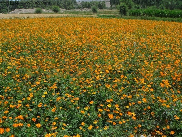 硫華菊種子發(fā)芽出苗圖片