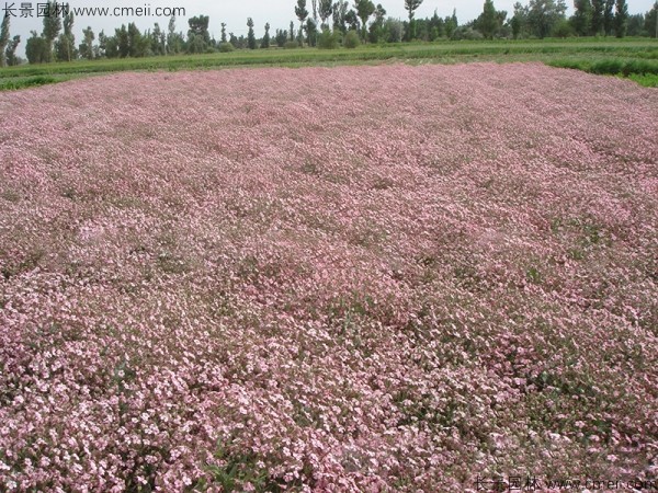 滿(mǎn)天星植物開(kāi)花圖片