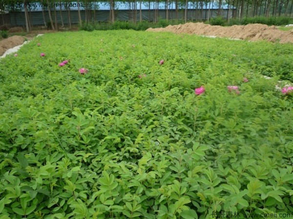 正宗玫瑰花種子發(fā)芽出苗圖片