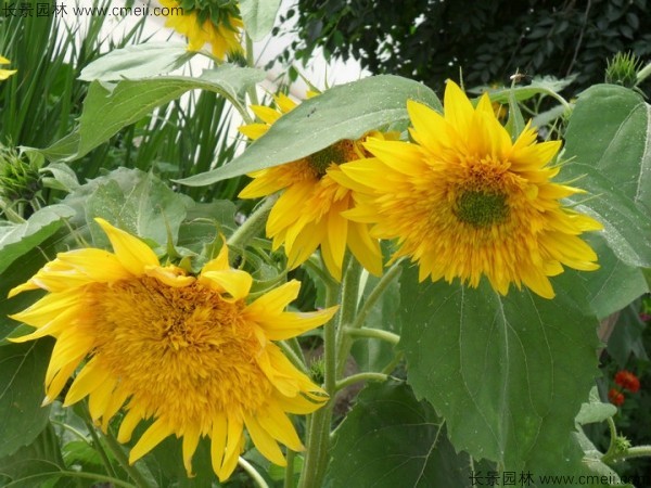 迷你向日葵種子發(fā)芽出苗開花圖片