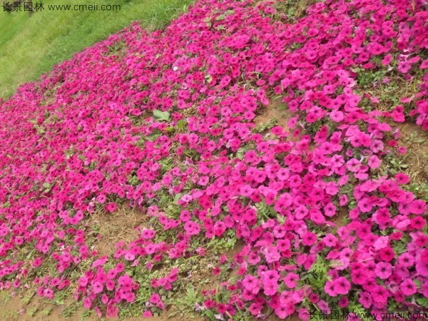 牽?；ǚN子發(fā)芽出苗開(kāi)花圖片