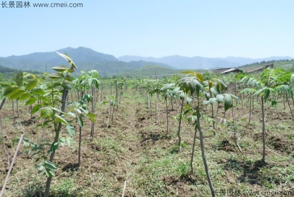 香椿種子發(fā)芽出苗圖片