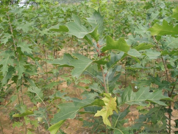 橡樹種子發(fā)芽出苗圖片