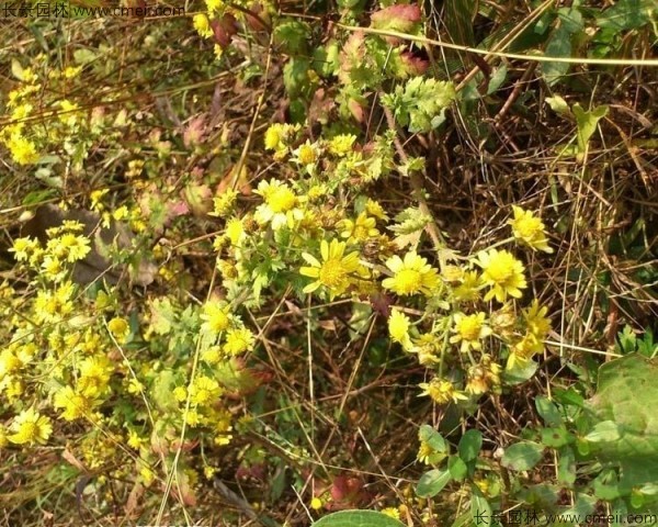 野菊花開花圖片