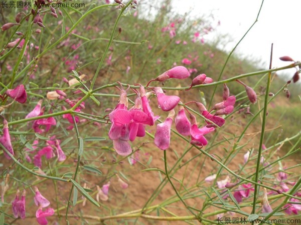 花棒開花圖片