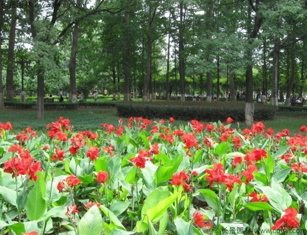 美人蕉種子發(fā)芽出苗開花圖片