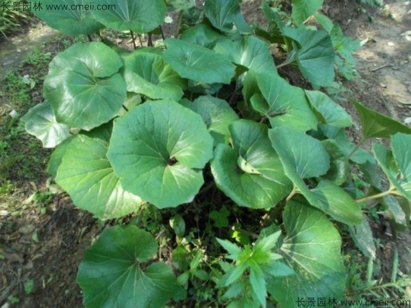 大吳風(fēng)草種子發(fā)芽出苗開(kāi)花圖片