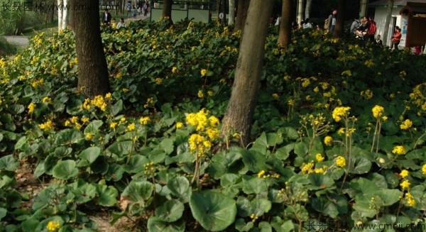 大吳風(fēng)草種子發(fā)芽出苗開(kāi)花圖片