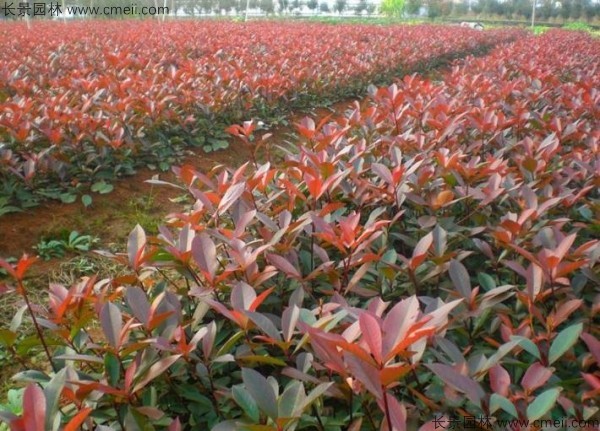 紅葉石楠種子發(fā)芽出苗圖片