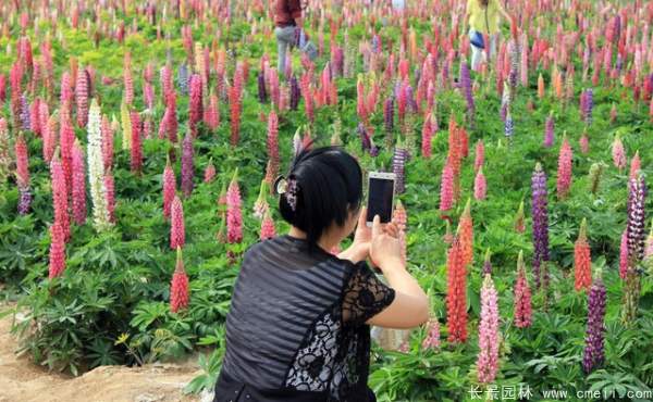 羽扇豆種子發(fā)芽出苗開(kāi)花圖片