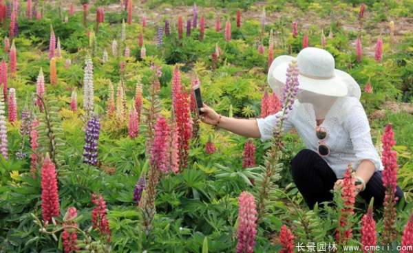 羽扇豆種子發(fā)芽出苗開(kāi)花圖片