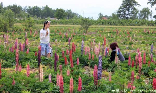 羽扇豆種子發(fā)芽出苗開(kāi)花圖片