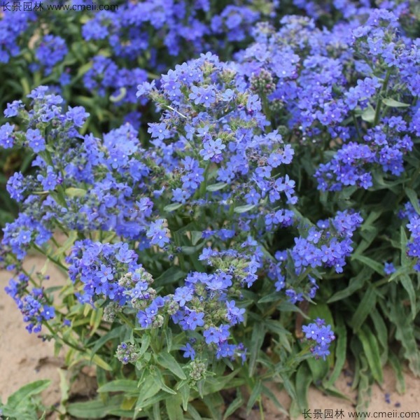 南非牛舌草種子發(fā)芽出苗開花圖片