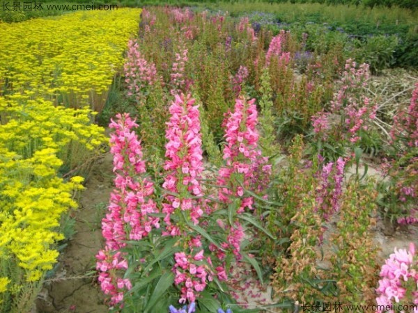 吊鐘柳種子發(fā)芽出苗開(kāi)花圖片